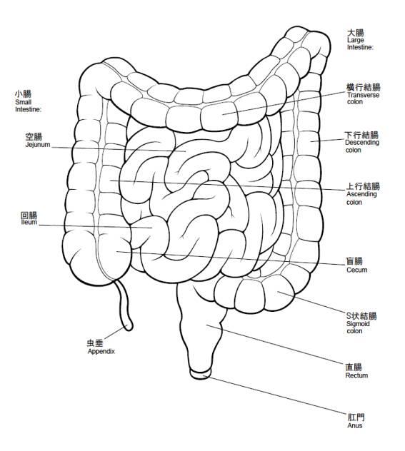 大腸とは