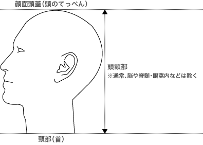 頭頸部の図